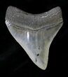 Collector Quality Megalodon Tooth - Georgia #19504-2